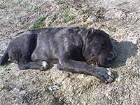 cucciolo cane corso 